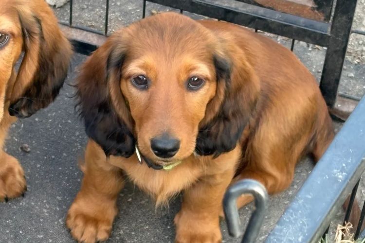 Belcara Dachshunds