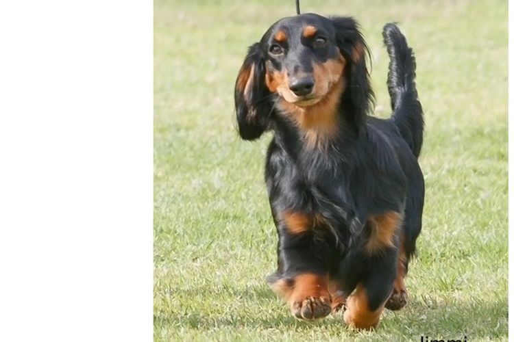 Belcara Dachshunds