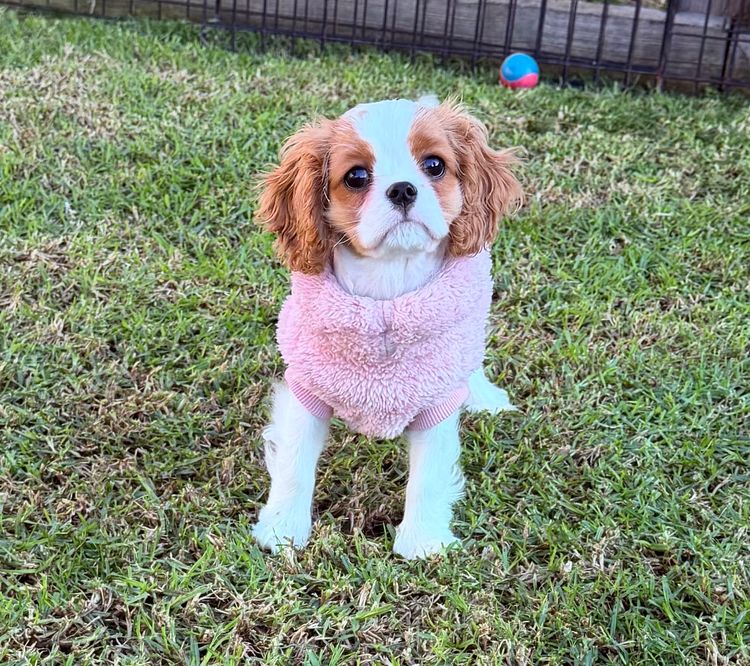 Abbyroo Cavaliers