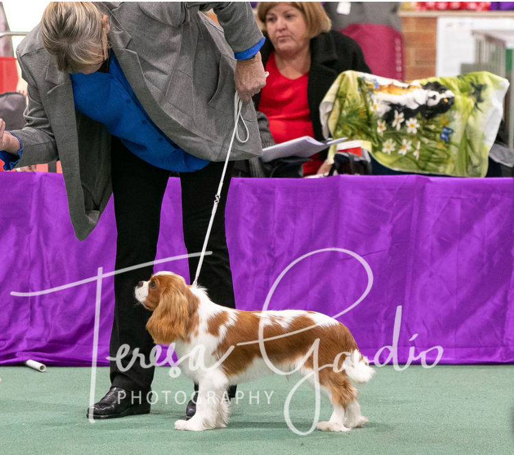 Abbyroo Cavaliers