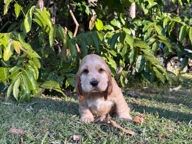 Sunshine Coast Puppies - Cocker Spaniel
