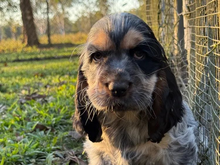 Sunshine Coast Puppies - Cocker Spaniel