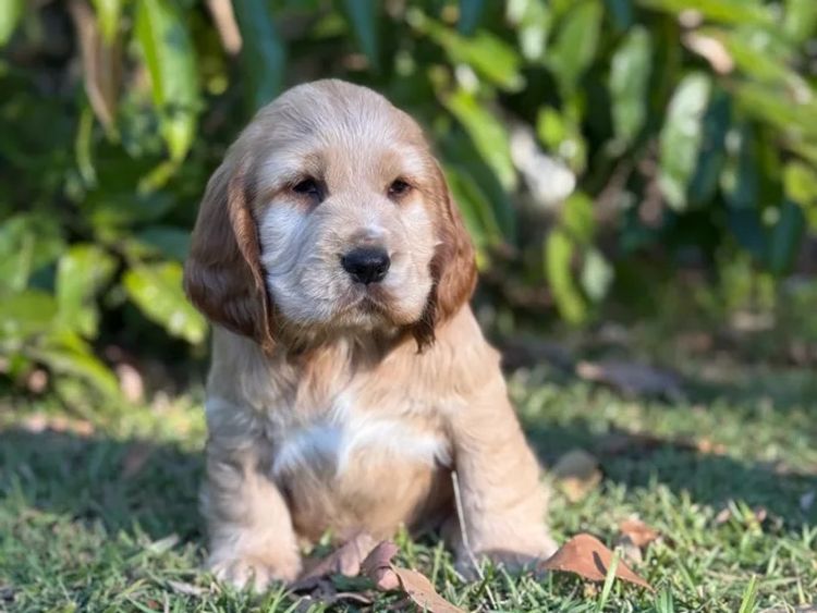 Sunshine Coast Puppies - Cocker Spaniel