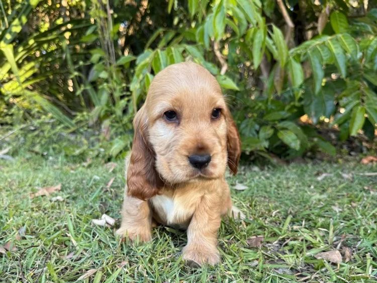 Sunshine Coast Puppies - Cocker Spaniel