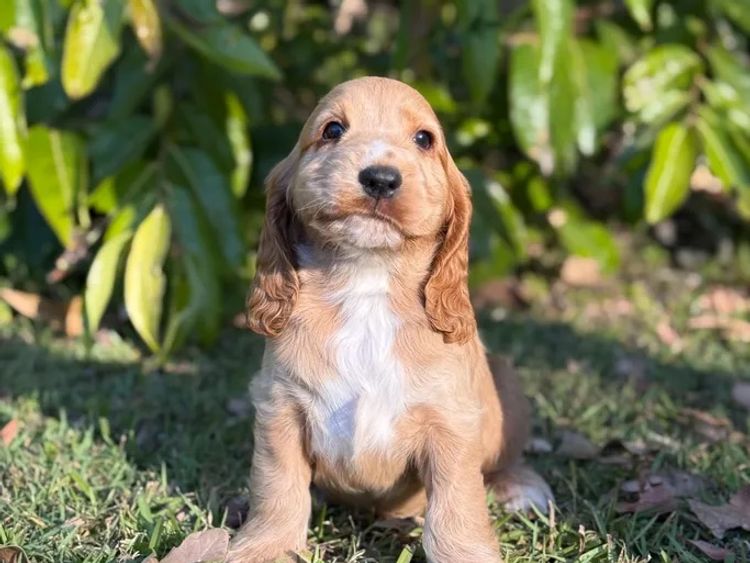 Sunshine Coast Puppies - Cocker Spaniel