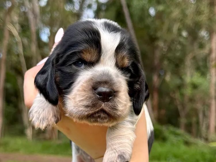 Sunshine Coast Puppies - Cocker Spaniel