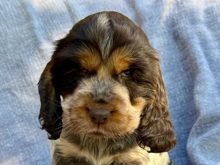 Sunshine Coast Puppies - Cocker Spaniel