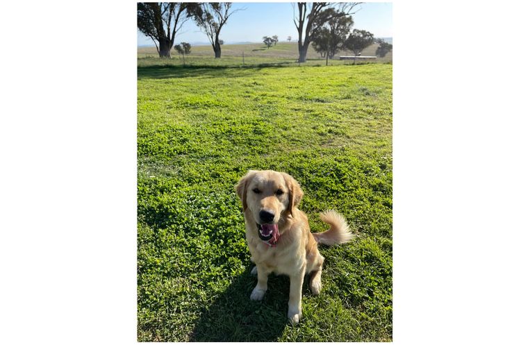Arosagora Golden Retrievers (ANKC)