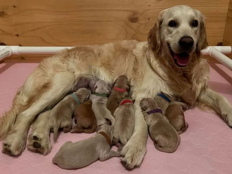 Arosagora Golden Retrievers (ANKC)