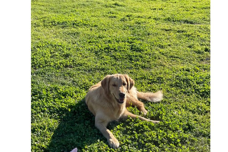 Arosagora Golden Retrievers (ANKC)
