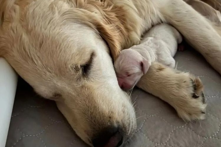 Arosagora Golden Retrievers (ANKC)