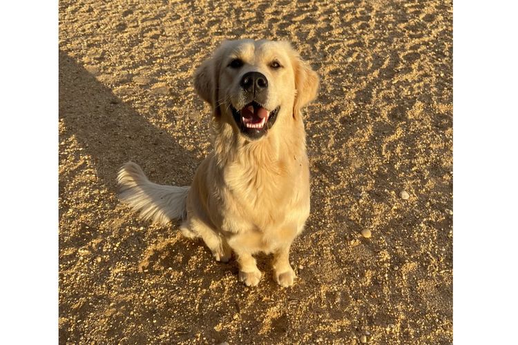 Arosagora Golden Retrievers (ANKC)