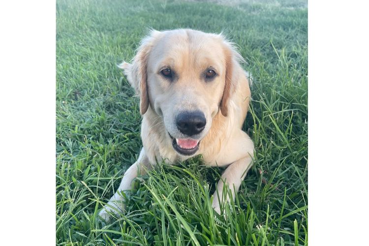 Arosagora Golden Retrievers (ANKC)