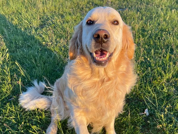 Arosagora Golden Retrievers (ANKC)