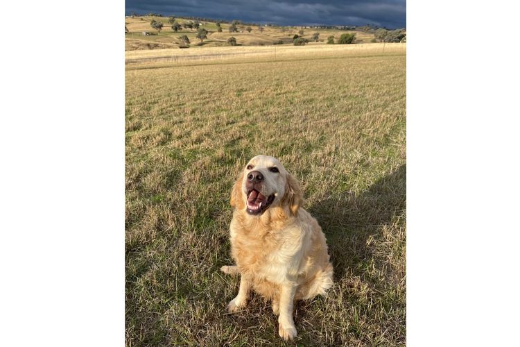 Arosagora Golden Retrievers (ANKC)
