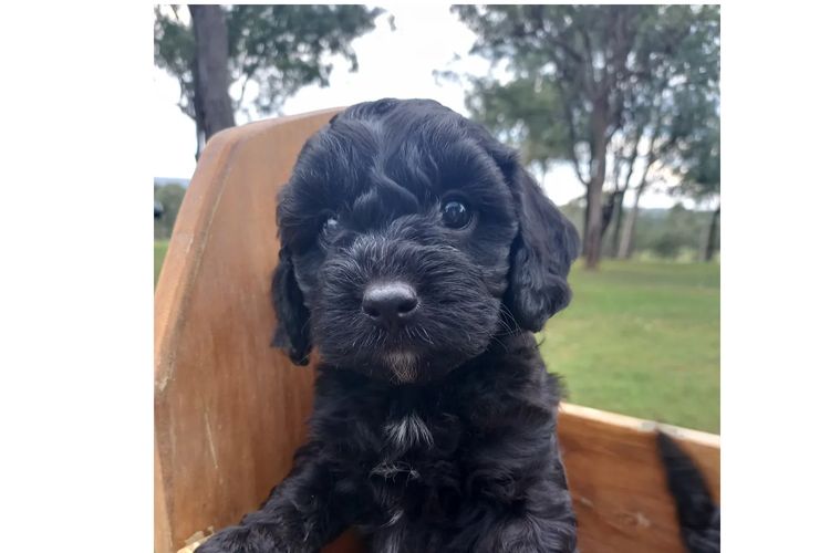 Kings Bridge Kennels Cavoodles