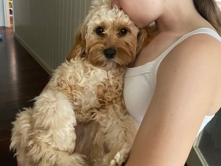 Kings Bridge Kennels Cavoodles