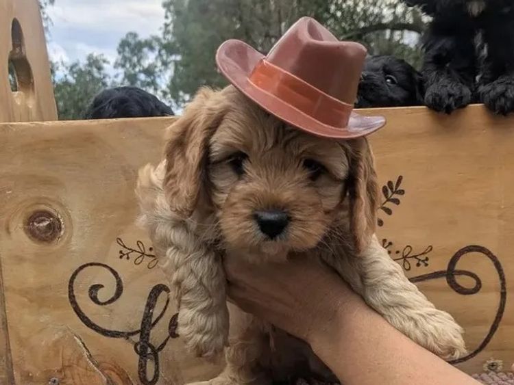 Kings Bridge Kennels Cavoodles