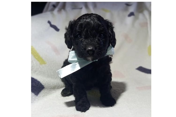 Kings Bridge Kennels Cavoodles