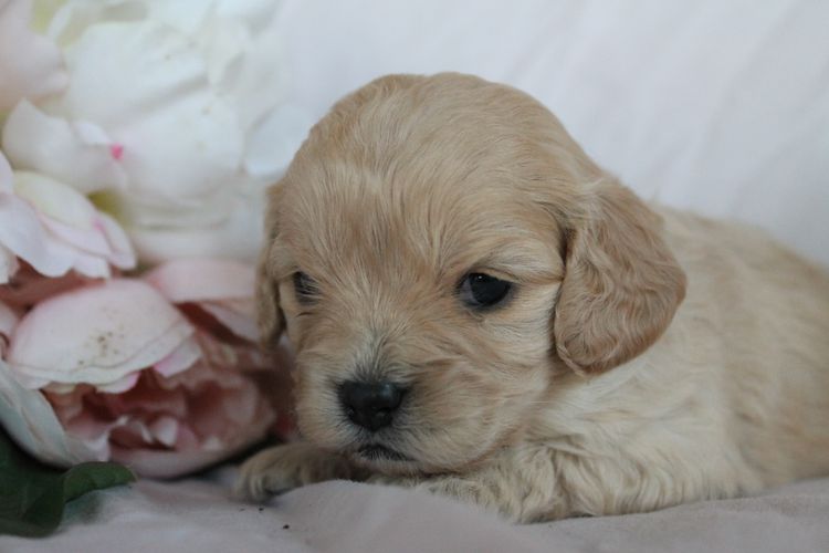Kings Bridge Kennels Cavoodles