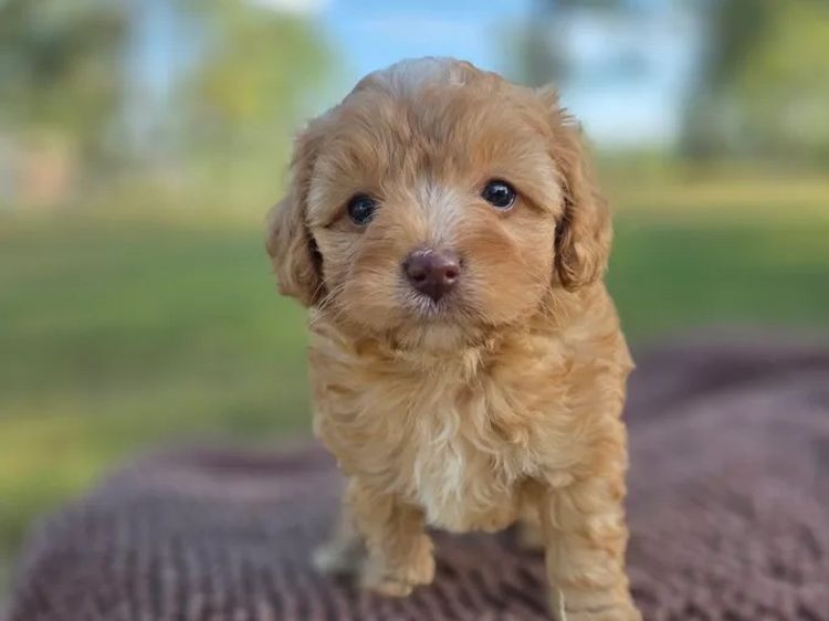 Kings Bridge Kennels Cavoodles