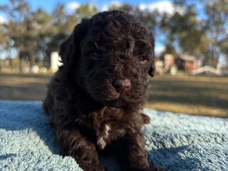 Kings Bridge Kennels Cavoodles