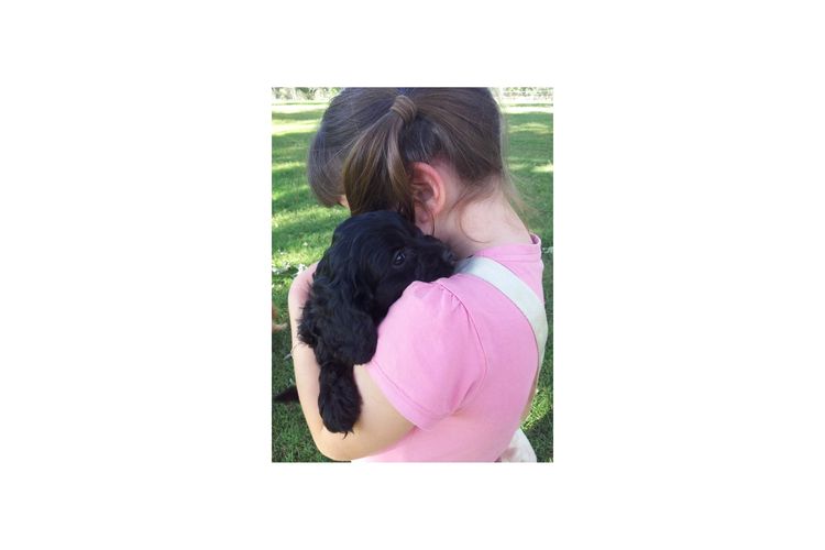Kings Bridge Kennels Cavoodles