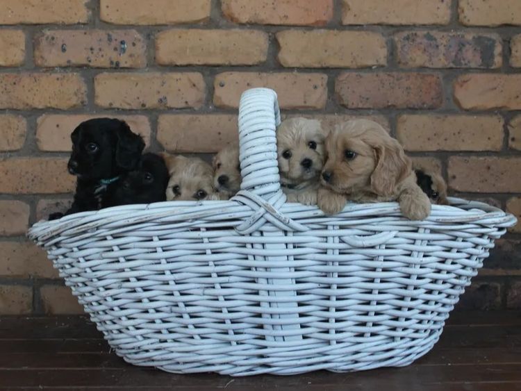 Kings Bridge Kennels Cavoodles