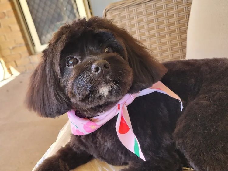 Kings Bridge Kennels Cavoodles