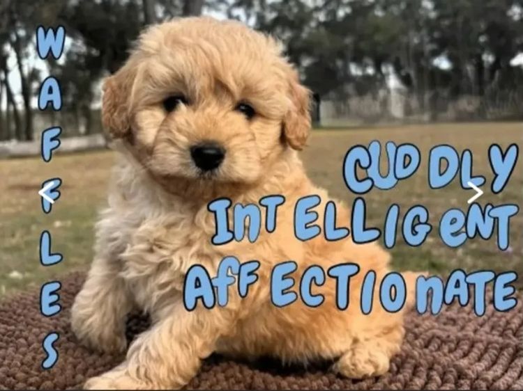 Kings Bridge Kennels Cavoodles