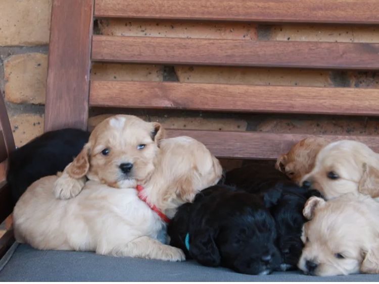 Kings Bridge Kennels Cavoodles