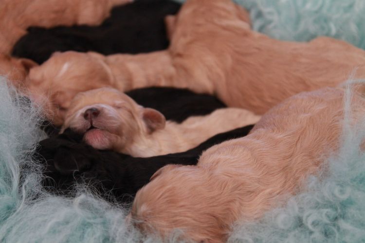 Kings Bridge Kennels Cavoodles