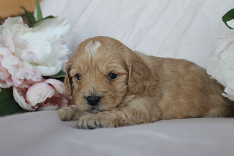 Kings Bridge Kennels Cavoodles