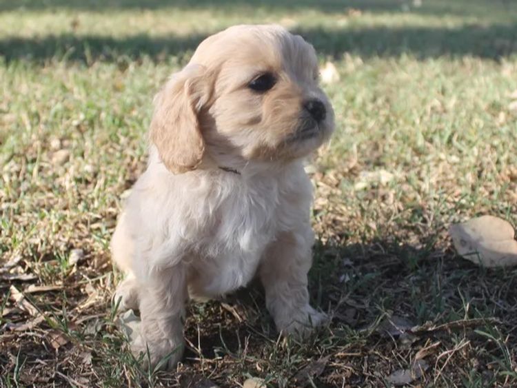 Kings Bridge Kennels Cavoodles