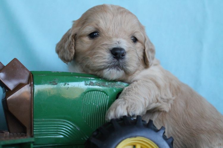 Kings Bridge Kennels Cavoodles