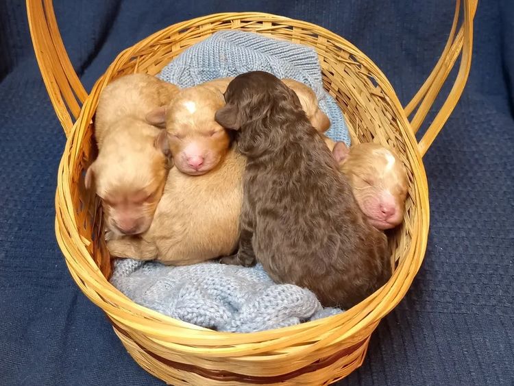Kings Bridge Kennels Cavoodles
