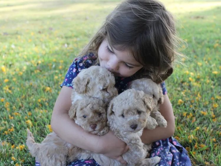 Kings Bridge Kennels Cavoodles