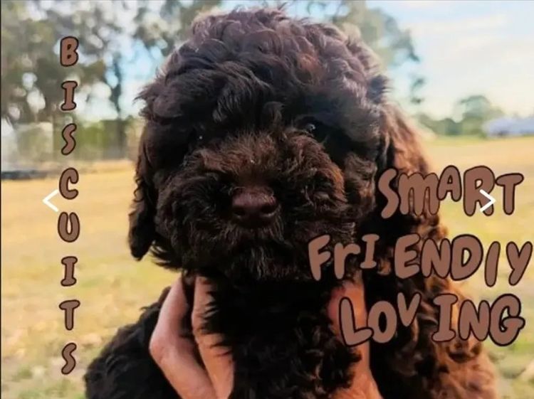 Kings Bridge Kennels Cavoodles