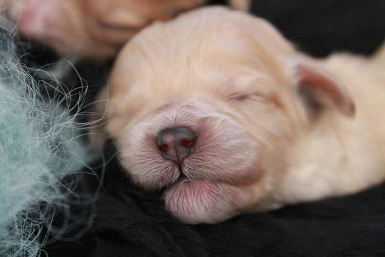 Kings Bridge Kennels Cavoodles