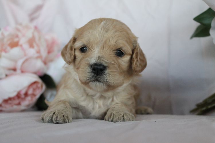 Kings Bridge Kennels Cavoodles