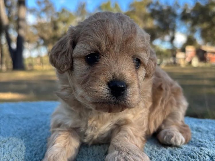 Kings Bridge Kennels Cavoodles