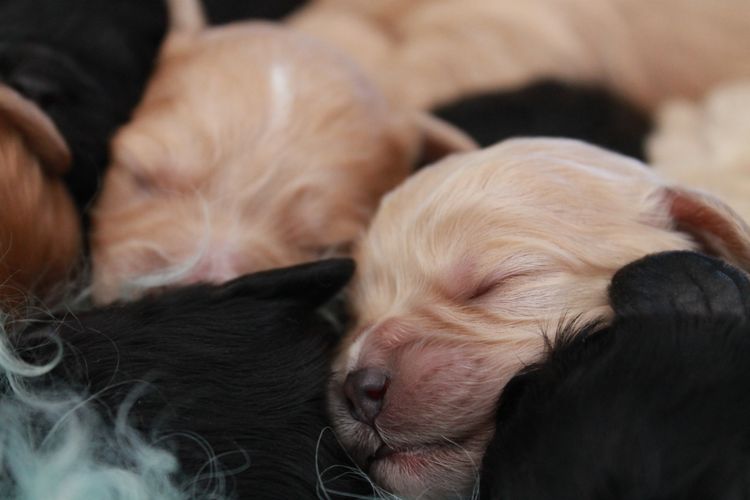 Kings Bridge Kennels Cavoodles
