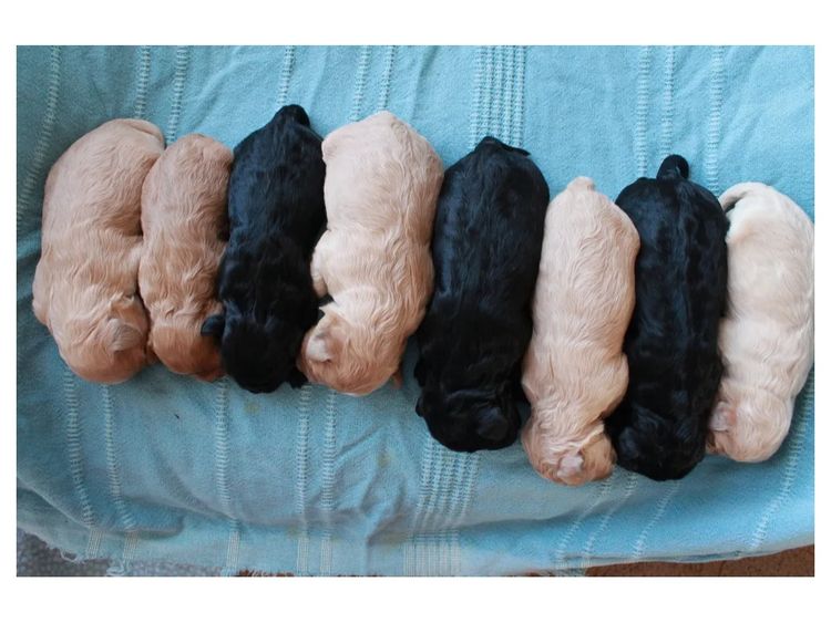 Kings Bridge Kennels Cavoodles
