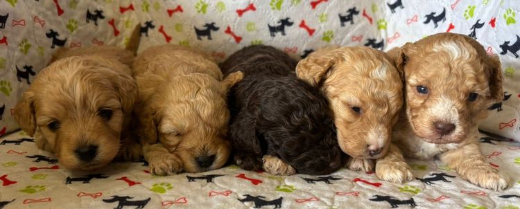 Kings Bridge Kennels Cavoodles