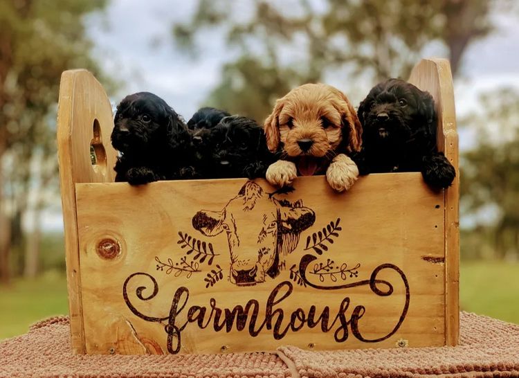 Kings Bridge Kennels Cavoodles