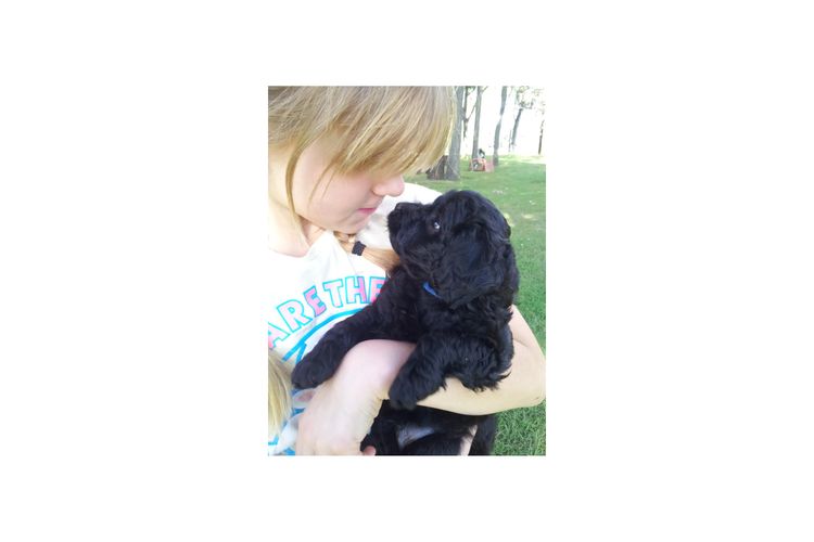 Kings Bridge Kennels Cavoodles