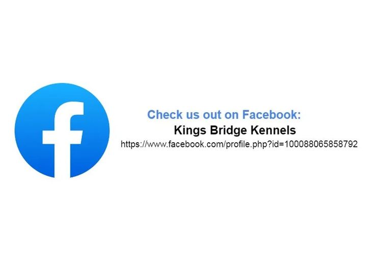 Kings Bridge Kennels Cavoodles