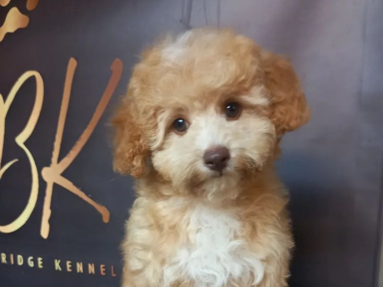 Kings Bridge Kennels Cavoodles