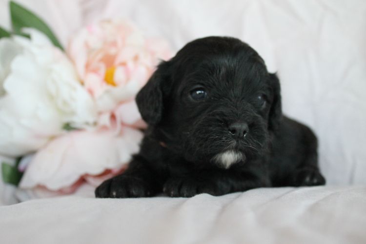 Kings Bridge Kennels Cavoodles