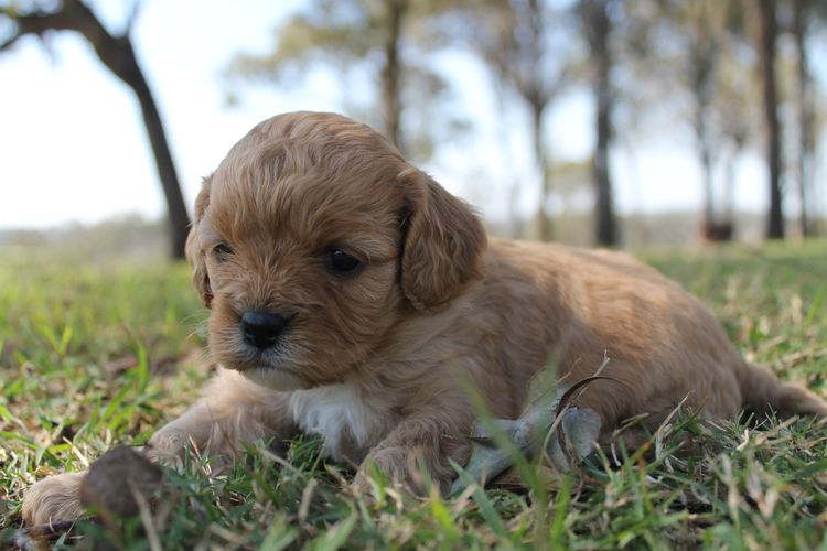 Kings Bridge Kennels Cavoodles